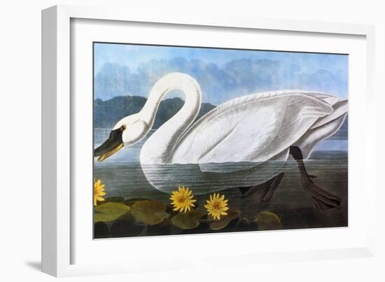 Audubon: Swan, 1827-John James Audubon-Framed Giclee Print