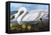 Audubon: Swan, 1827-John James Audubon-Framed Stretched Canvas