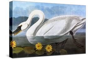 Audubon: Swan, 1827-John James Audubon-Stretched Canvas
