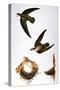 Audubon: Swift-John James Audubon-Stretched Canvas