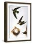 Audubon: Swift-John James Audubon-Framed Giclee Print