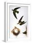 Audubon: Swift-John James Audubon-Framed Giclee Print