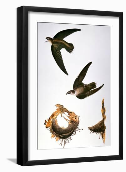 Audubon: Swift-John James Audubon-Framed Premium Giclee Print