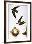 Audubon: Swift-John James Audubon-Framed Giclee Print