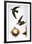 Audubon: Swift-John James Audubon-Framed Giclee Print