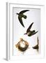 Audubon: Swift-John James Audubon-Framed Giclee Print