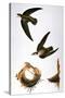 Audubon: Swift-John James Audubon-Stretched Canvas