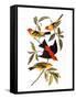 Audubon: Tanager, 1827-John James Audubon-Framed Stretched Canvas