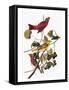 Audubon: Tanager-John James Audubon-Framed Stretched Canvas