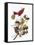 Audubon: Tanager-John James Audubon-Framed Stretched Canvas