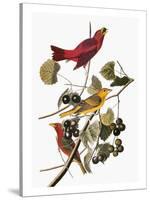 Audubon: Tanager-John James Audubon-Stretched Canvas