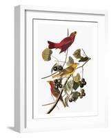 Audubon: Tanager-John James Audubon-Framed Giclee Print