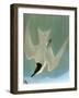 Audubon: Tern-John James Audubon-Framed Giclee Print