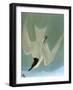 Audubon: Tern-John James Audubon-Framed Giclee Print
