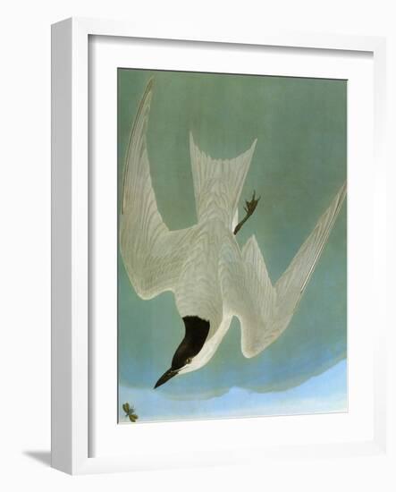 Audubon: Tern-John James Audubon-Framed Giclee Print