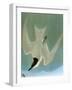 Audubon: Tern-John James Audubon-Framed Giclee Print