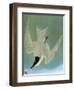 Audubon: Tern-John James Audubon-Framed Giclee Print