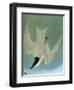 Audubon: Tern-John James Audubon-Framed Giclee Print