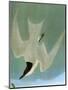 Audubon: Tern-John James Audubon-Mounted Giclee Print