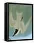 Audubon: Tern-John James Audubon-Framed Stretched Canvas