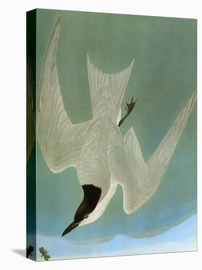 Audubon: Tern-John James Audubon-Stretched Canvas