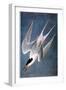 Audubon: Tern-John James Audubon-Framed Giclee Print