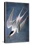 Audubon: Tern-John James Audubon-Stretched Canvas