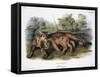 Audubon: The Cougar-John Woodhouse Audubon-Framed Stretched Canvas