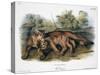 Audubon: The Cougar-John Woodhouse Audubon-Stretched Canvas