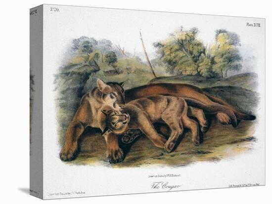 Audubon: The Cougar-John Woodhouse Audubon-Stretched Canvas