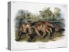 Audubon: The Cougar-John Woodhouse Audubon-Stretched Canvas