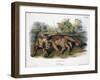 Audubon: The Cougar-John Woodhouse Audubon-Framed Giclee Print