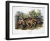 Audubon: The Cougar-John Woodhouse Audubon-Framed Giclee Print