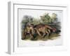 Audubon: The Cougar-John Woodhouse Audubon-Framed Giclee Print