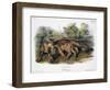 Audubon: The Cougar-John Woodhouse Audubon-Framed Giclee Print