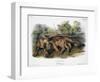 Audubon: The Cougar-John Woodhouse Audubon-Framed Giclee Print