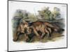 Audubon: The Cougar-John Woodhouse Audubon-Mounted Giclee Print