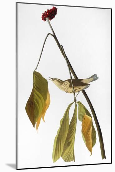 Audubon: Thrush, 1827-John James Audubon-Mounted Giclee Print