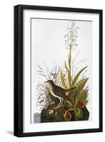 Audubon: Thrush-John James Audubon-Framed Giclee Print