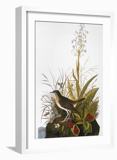 Audubon: Thrush-John James Audubon-Framed Giclee Print