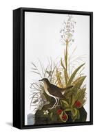 Audubon: Thrush-John James Audubon-Framed Stretched Canvas