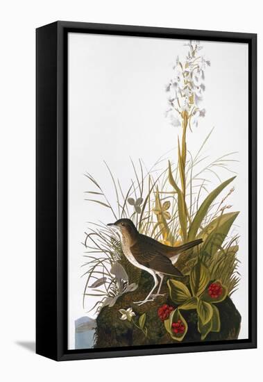 Audubon: Thrush-John James Audubon-Framed Stretched Canvas