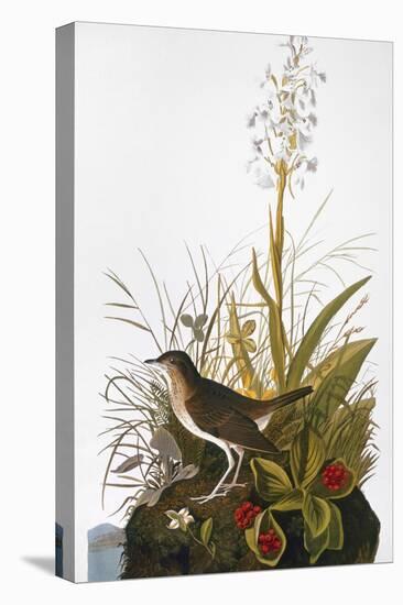 Audubon: Thrush-John James Audubon-Stretched Canvas