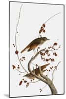 Audubon: Thrush-John James Audubon-Mounted Giclee Print