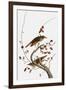 Audubon: Thrush-John James Audubon-Framed Giclee Print