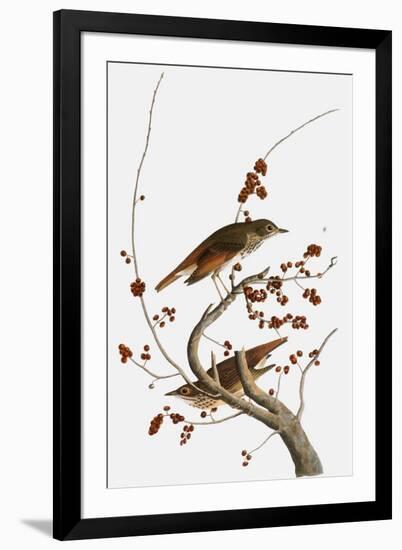 Audubon: Thrush-John James Audubon-Framed Giclee Print