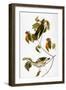 Audubon: Thrush-John James Audubon-Framed Giclee Print