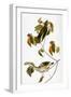 Audubon: Thrush-John James Audubon-Framed Giclee Print