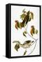 Audubon: Thrush-John James Audubon-Framed Stretched Canvas