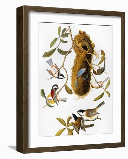 Audubon: Titmouse-John James Audubon-Framed Giclee Print